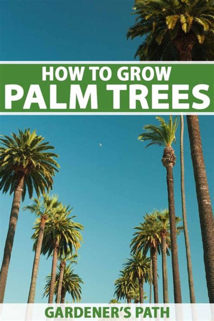 Do palm trees grow in San Francisco?