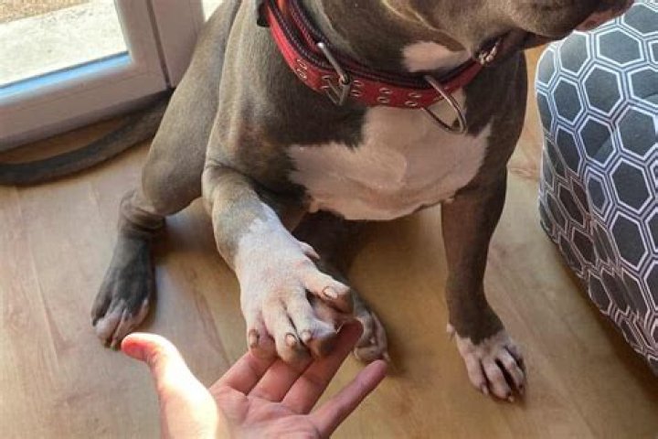 Do pitbulls have webbed toes?