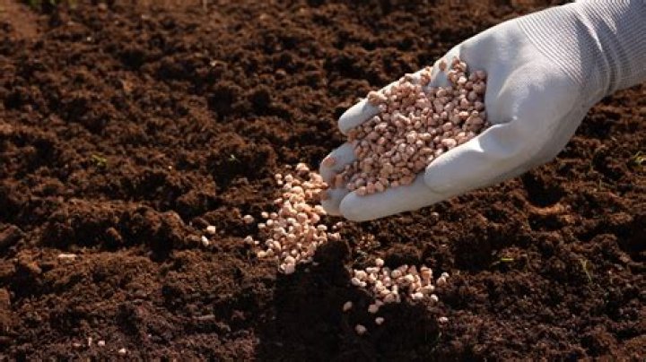 Do plant leaves absorb fertilizer