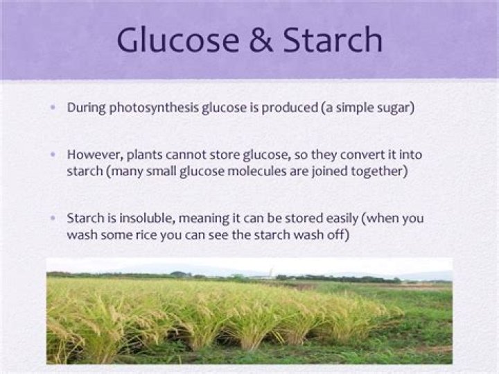 Do plants and green algae store food as starch