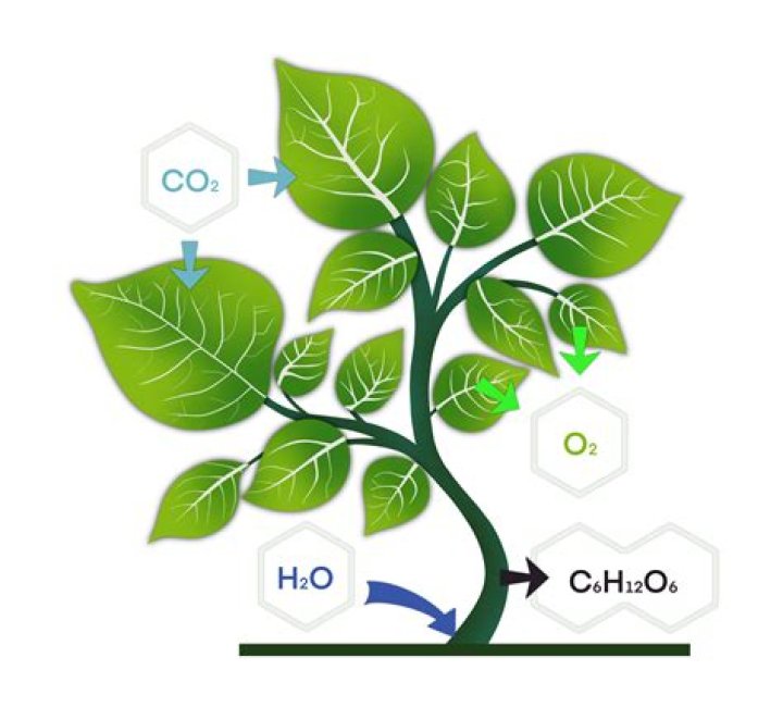 Do plants need carbon dioxide to live
