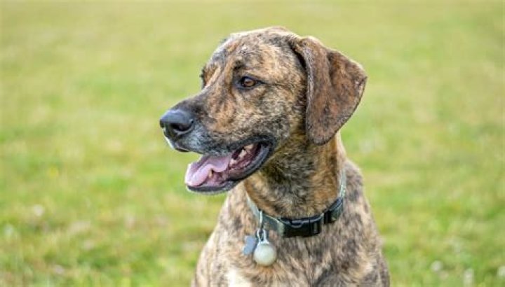 Do Plott hounds stink? | ContextResponse.com