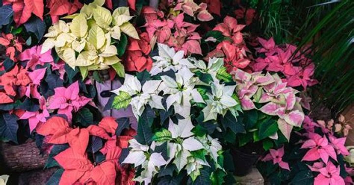 Do poinsettias come in different colors