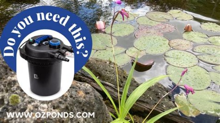 Do ponds need a filter