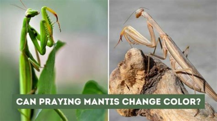 Do praying mantis turn colors