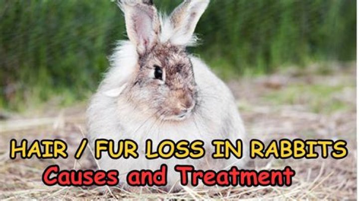 Do rabbits lose fur when stressed?