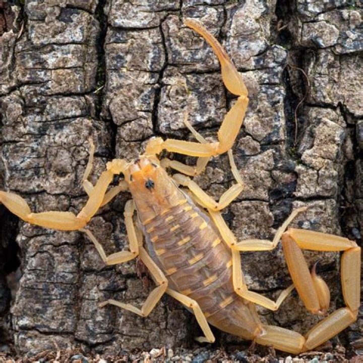 Do scorpions climb trees