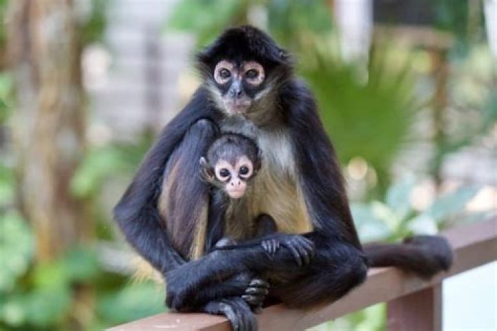 Do spider monkeys eat spiders?