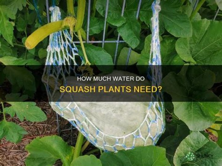 Do squash plants need a lot of water
