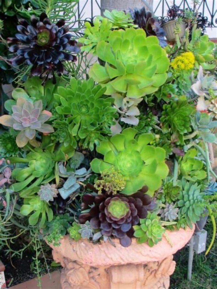 Do succulents need full sun?