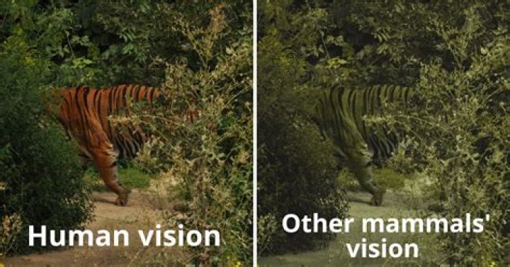 Do tigers prey on humans?