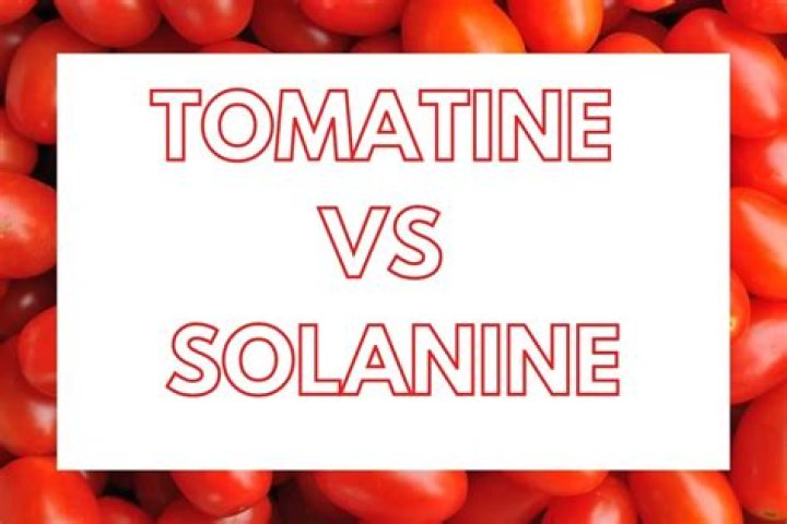 Do tomatoes contain solanine