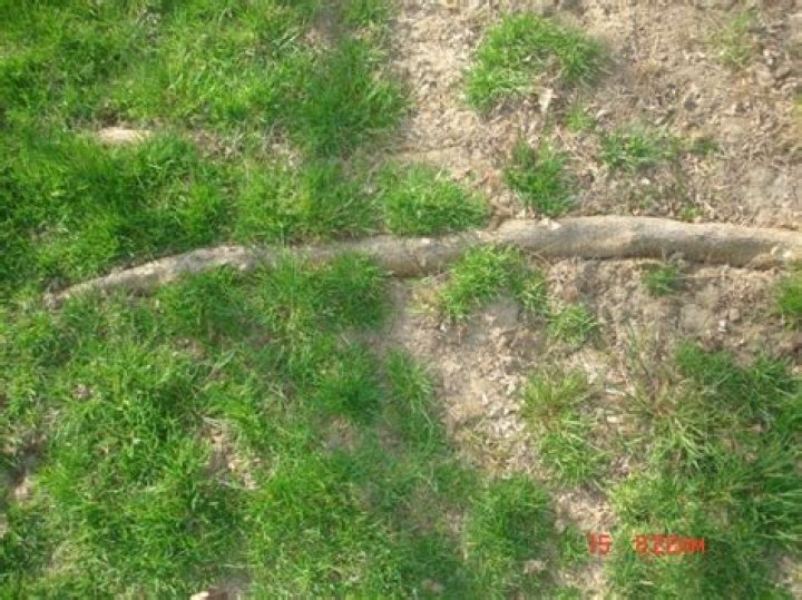 Do tree roots kill grass?