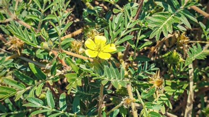 Do weeds have thorns