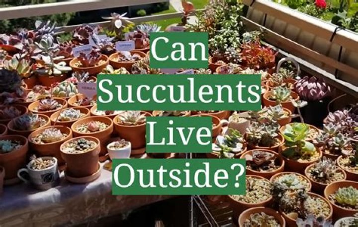 Do you keep succulents inside or outside?