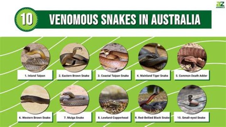 Do you need a permit to own a venomous snake
