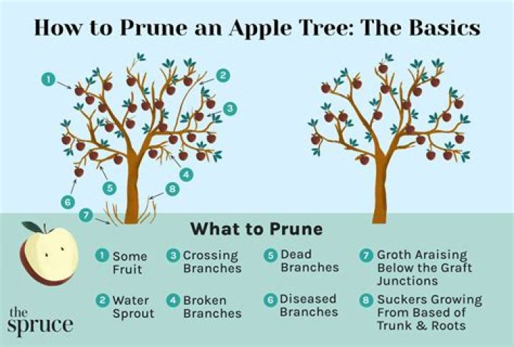 Do you need to thin apple trees?