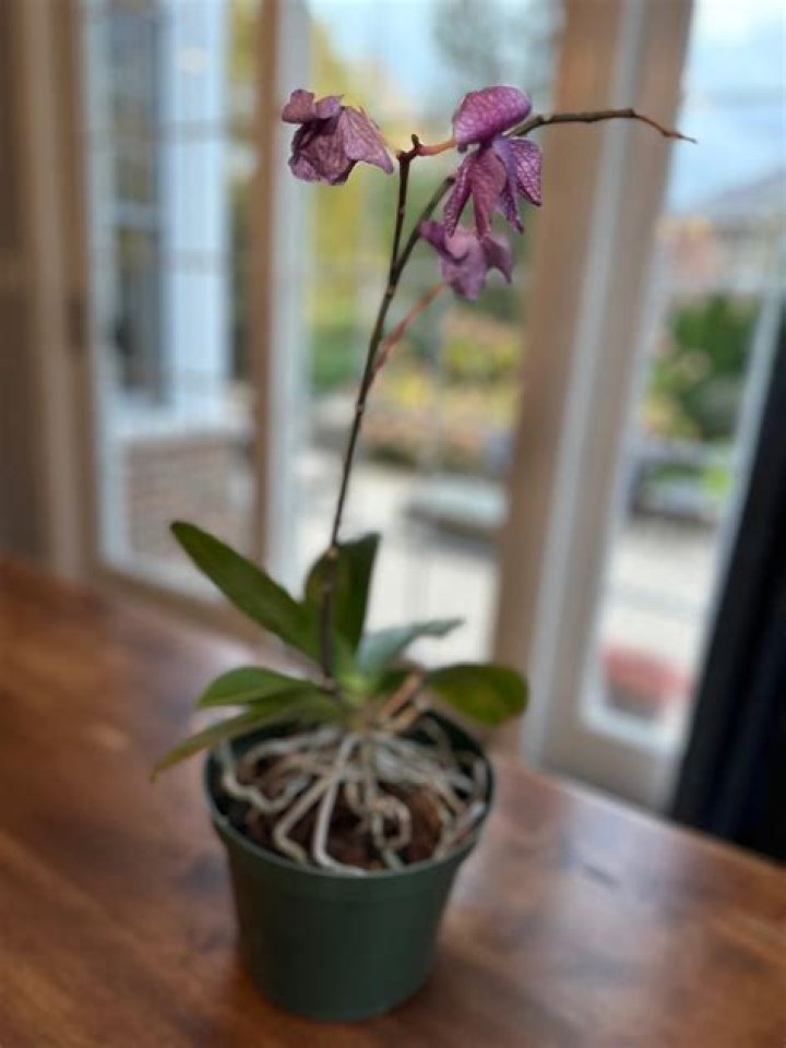 Do you pull off an orchid dead flowers