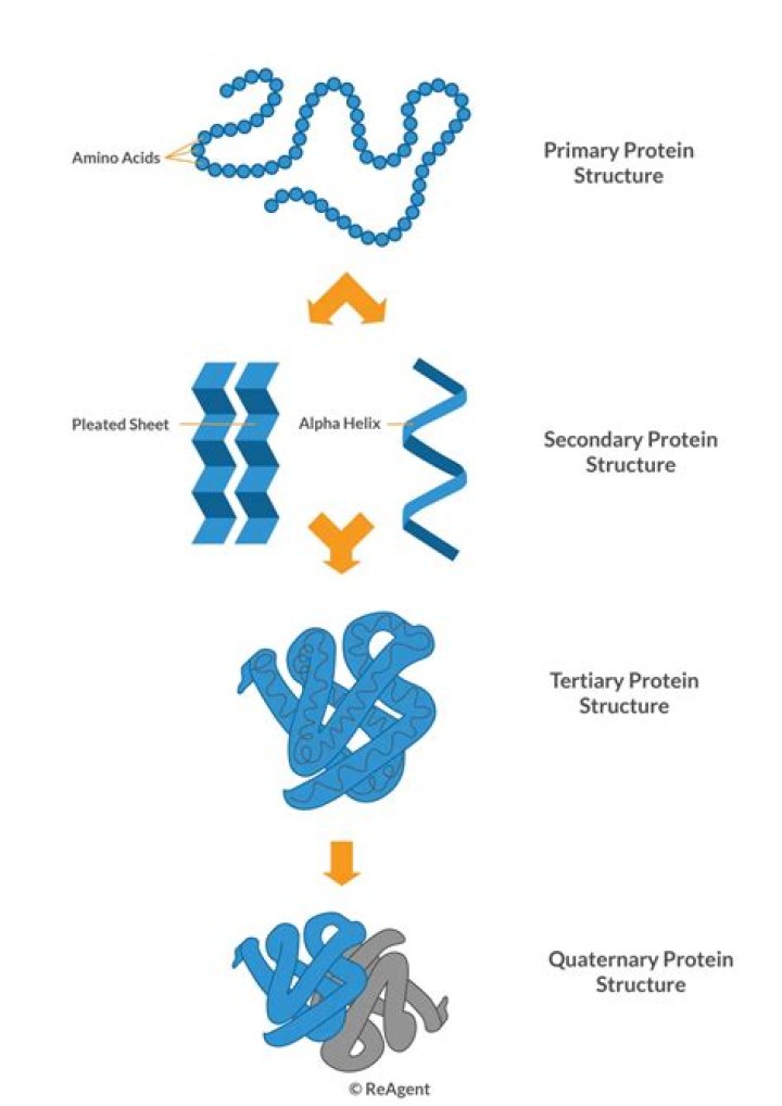 Does actin have a quaternary structure