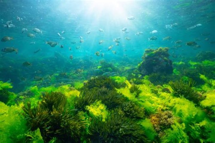 Does algae grow in the ocean?