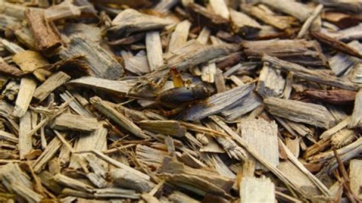 Does bark mulch attract bugs