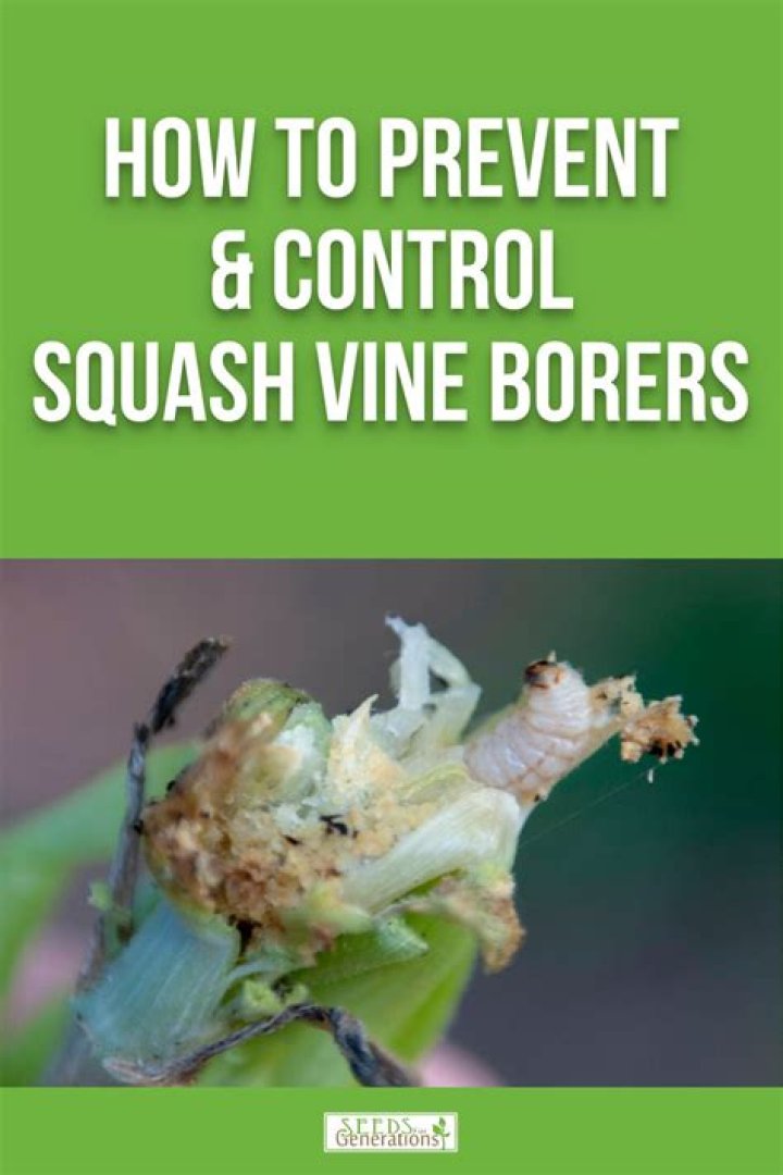 Does BT kill squash vine borers
