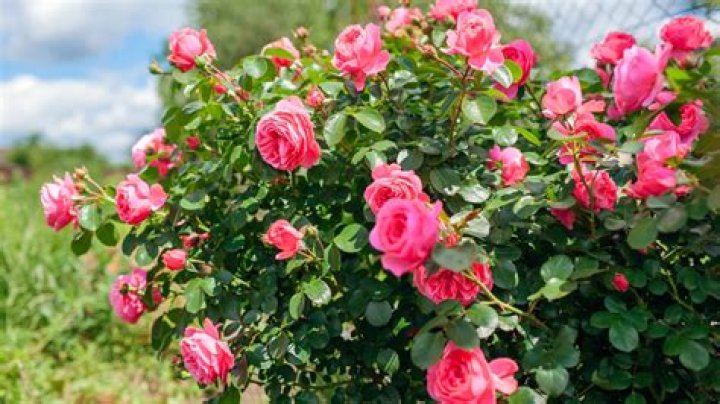 Does climbing rose grow in India