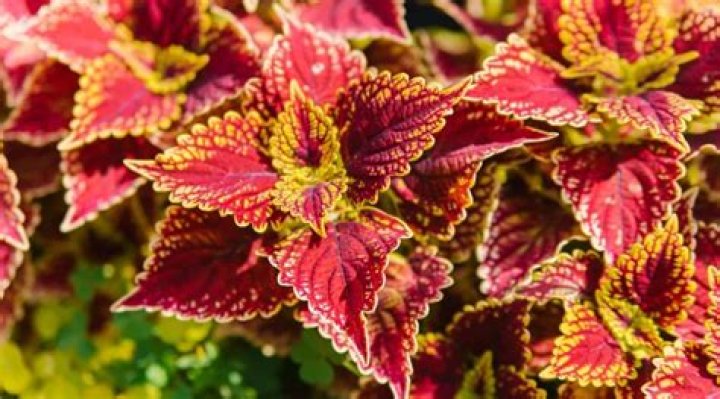 Does coleus grow in full sun