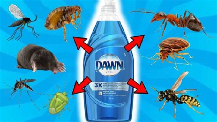 Does dawn and vinegar kill fleas