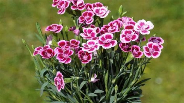 Does dianthus multiply