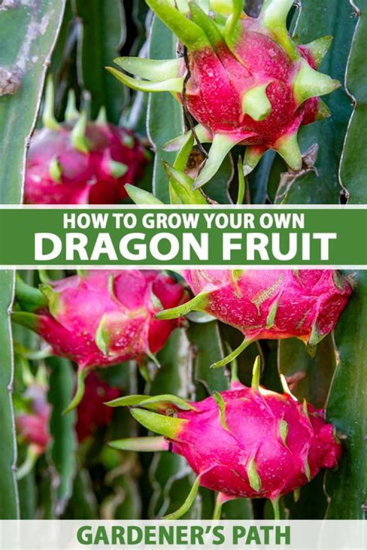Does dragon fruit grow in the rainforest