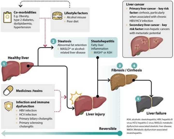 Does Enbrel affect the liver