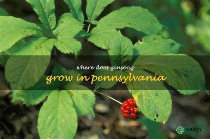 Does ginseng grow in Pennsylvania