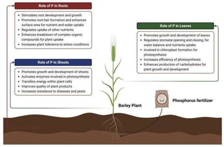 Does grass need phosphate