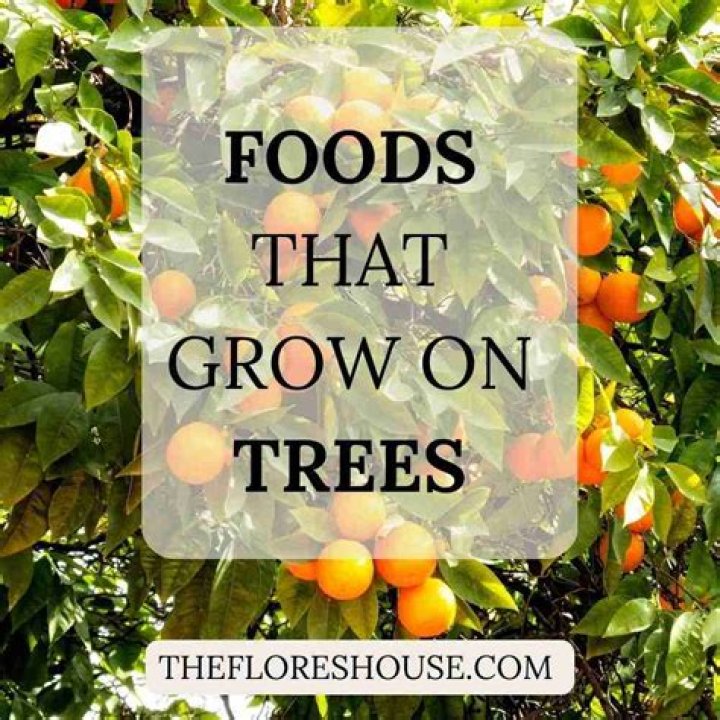 Does Hops grow on trees?