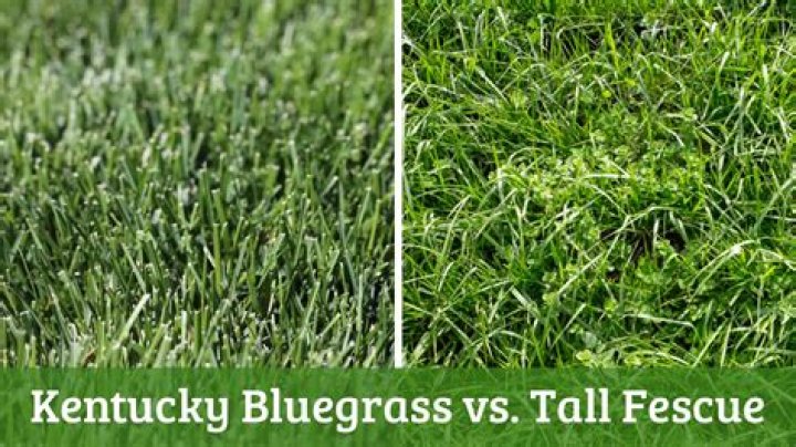 Does Kentucky bluegrass grow in Colorado