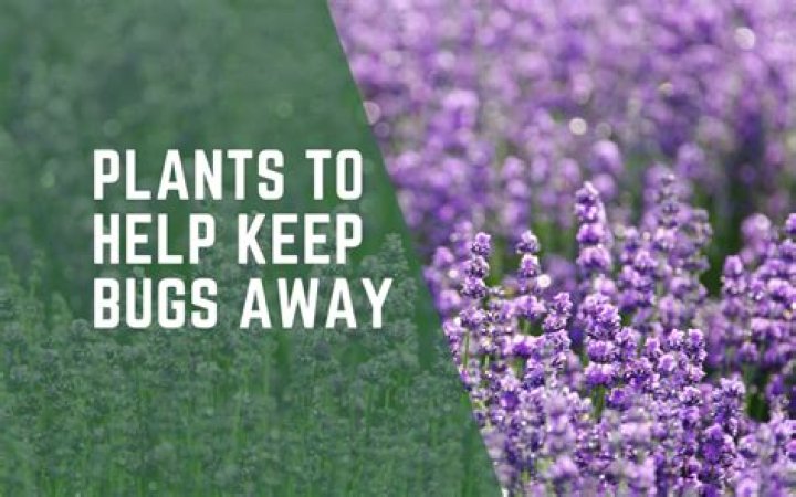 Does lavender plants keep bugs away