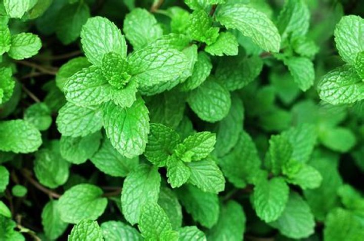 Does mint kill other plants