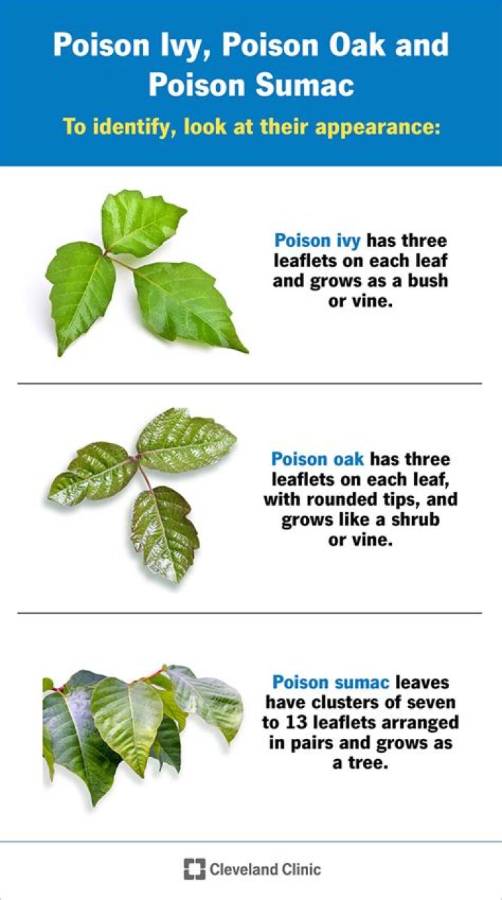 Does Pennsylvania have poison sumac