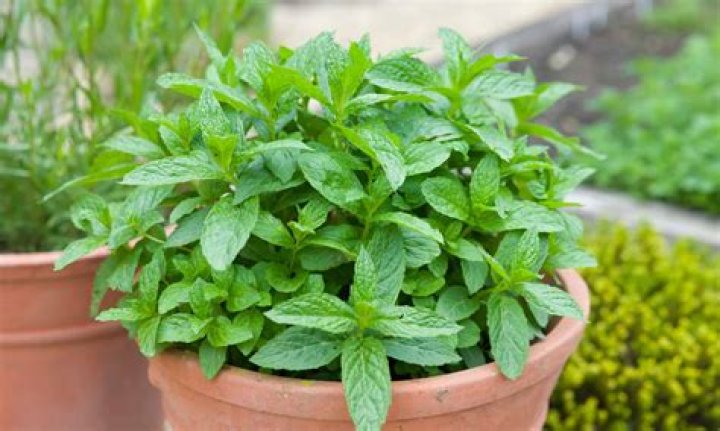 Does peppermint plants keep mosquitoes away