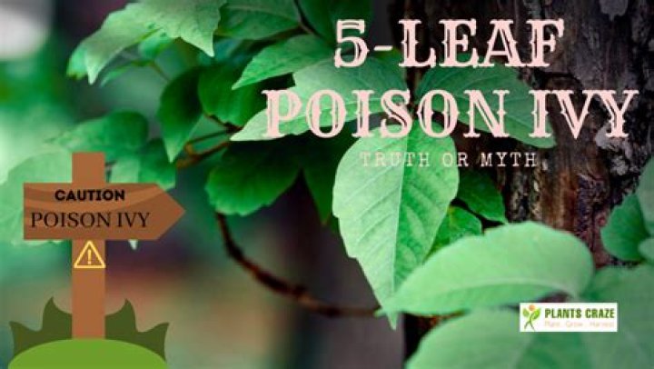Does Poison Ivy have 5 leaves or 3