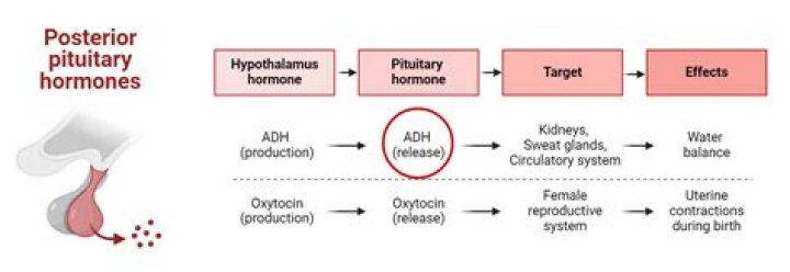 Does posterior pituitary produce hormones