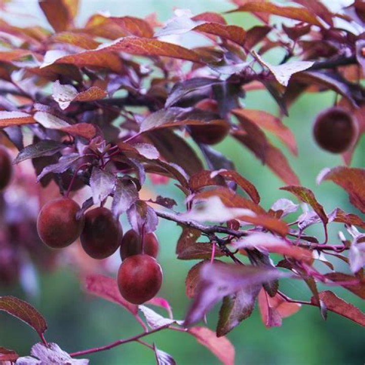 Does Purple Leaf Plum bear fruit