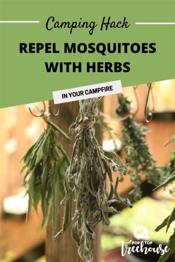 Does sage or rosemary in a campfire keep mosquitoes away