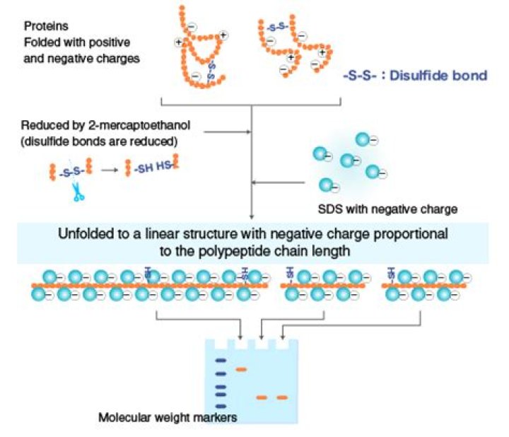 Does SDS disrupt quaternary structure