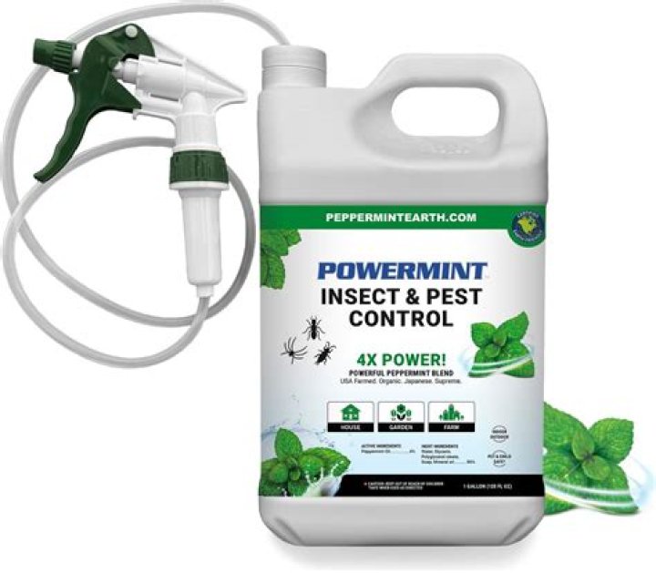 Does Terminix spray for spiders