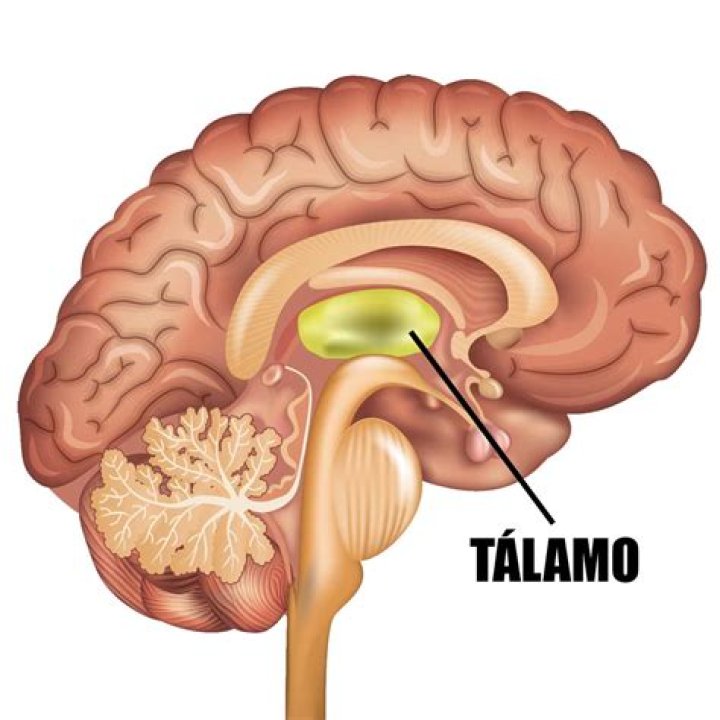 ¿Dónde se encuentra el tálamo?