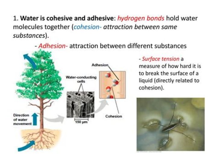 How are cohesion and adhesion related?