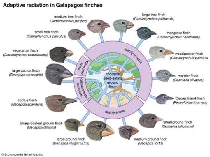 How are Darwins finches an example of adaptive radiation