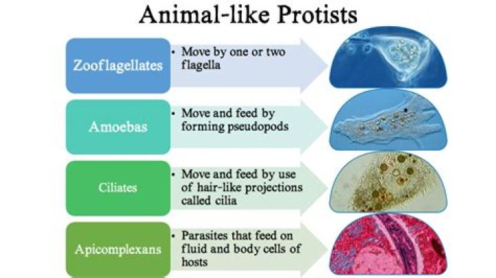 How are fungus like protists beneficial